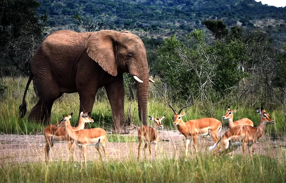 Elephant in Akagera National