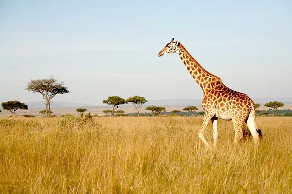 Giraffe in akagera national