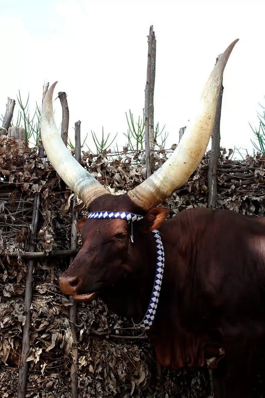 Inyambo Royal Cow