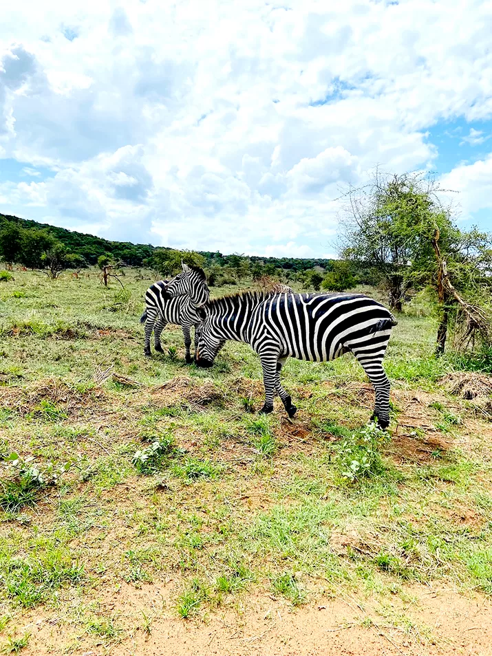 Zebra in Akagera National Park