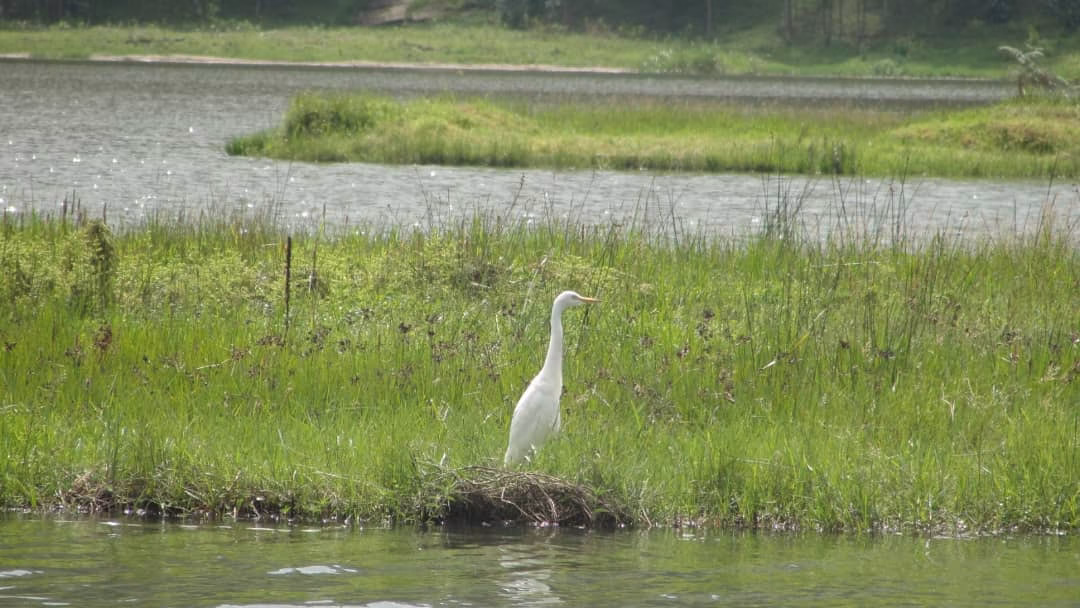Papyrus reeds at Bihinga Wetland