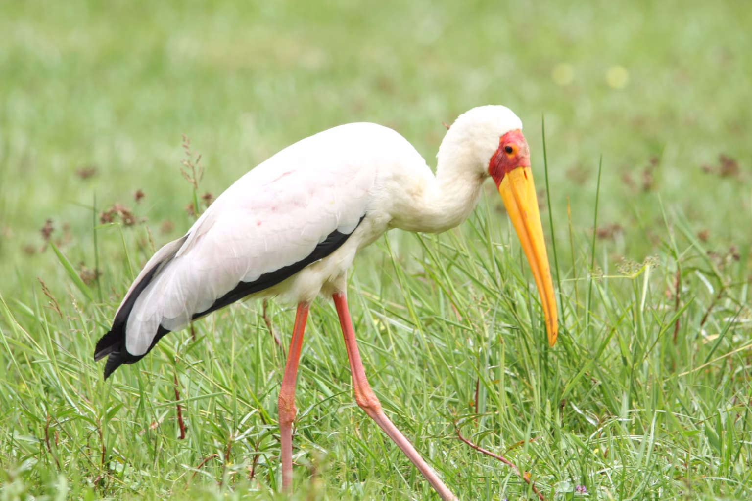 Yellow Billed Stork Rwanda