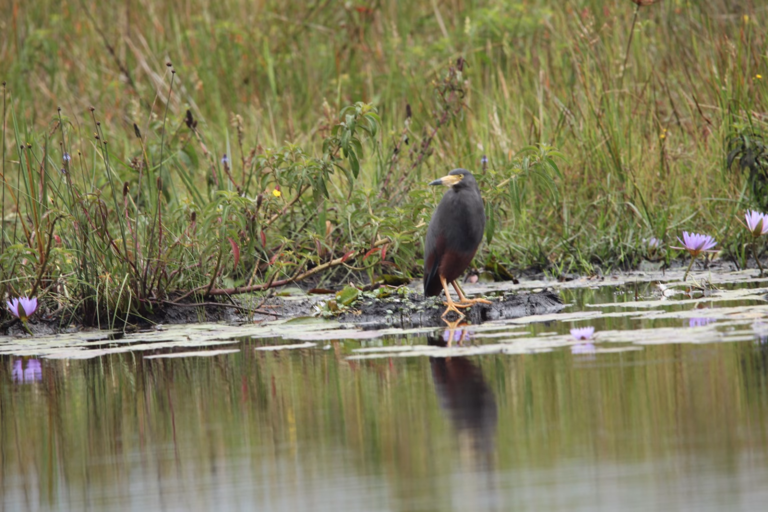 Grauer’s Swamp Warbler Rwanda