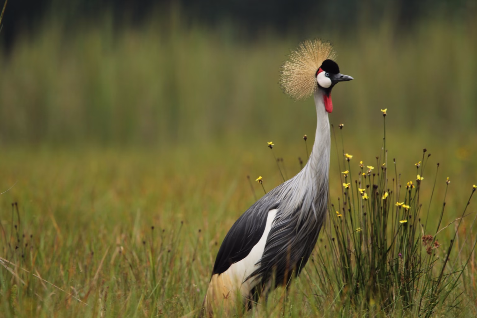 Grey Crowned Crane Rwanda