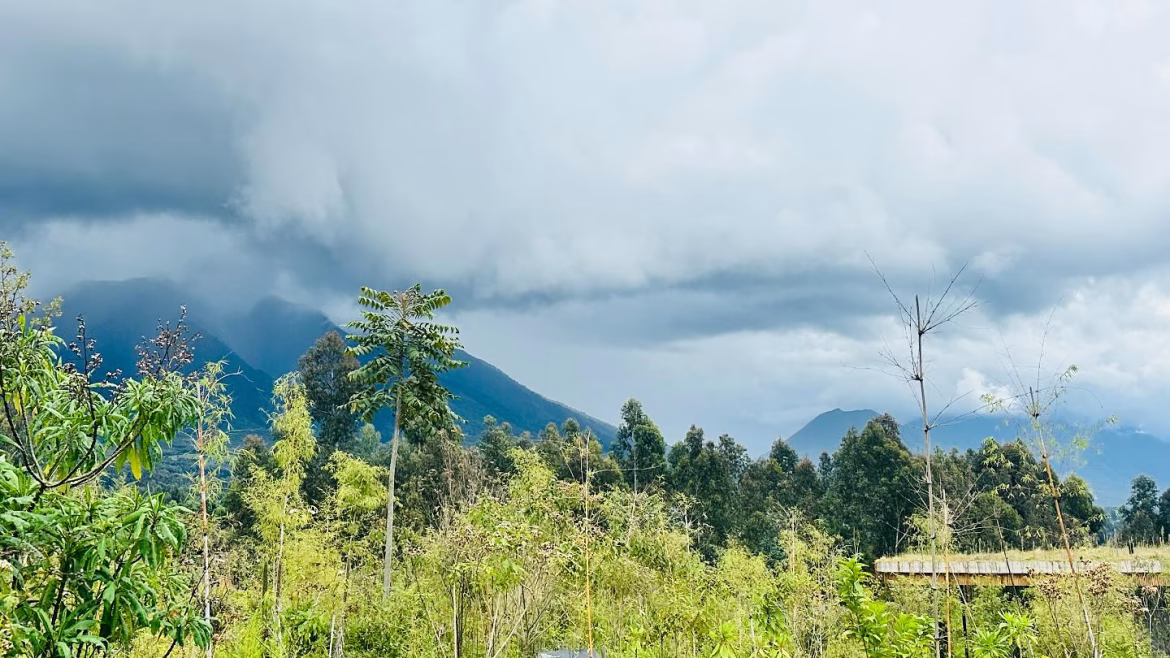 Volanoe national park_laban_credit When is the Best Time to Visit Rwanda? (Complete Guide for Your Rwanda Trip)