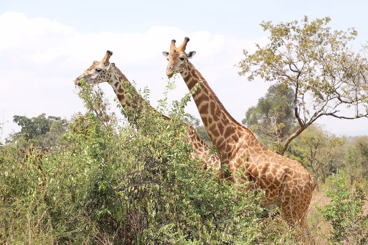 Akagera National Park Safari Rwanda