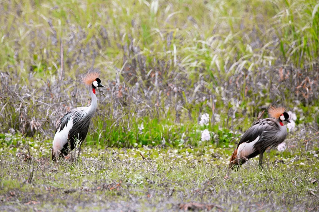 Nyandungu Urban Wetland Eco-Tourism Park