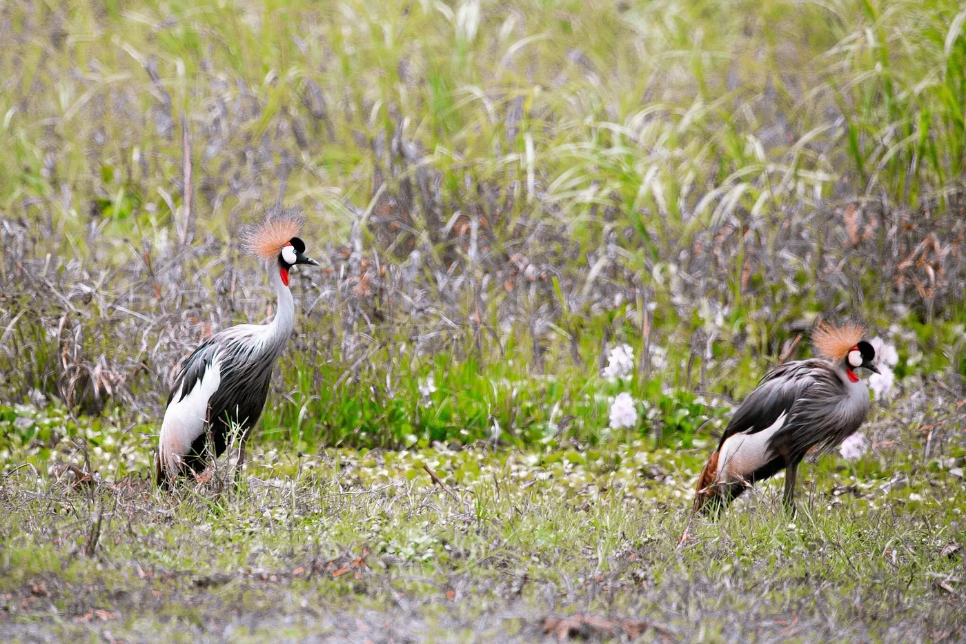Nyandungu birds