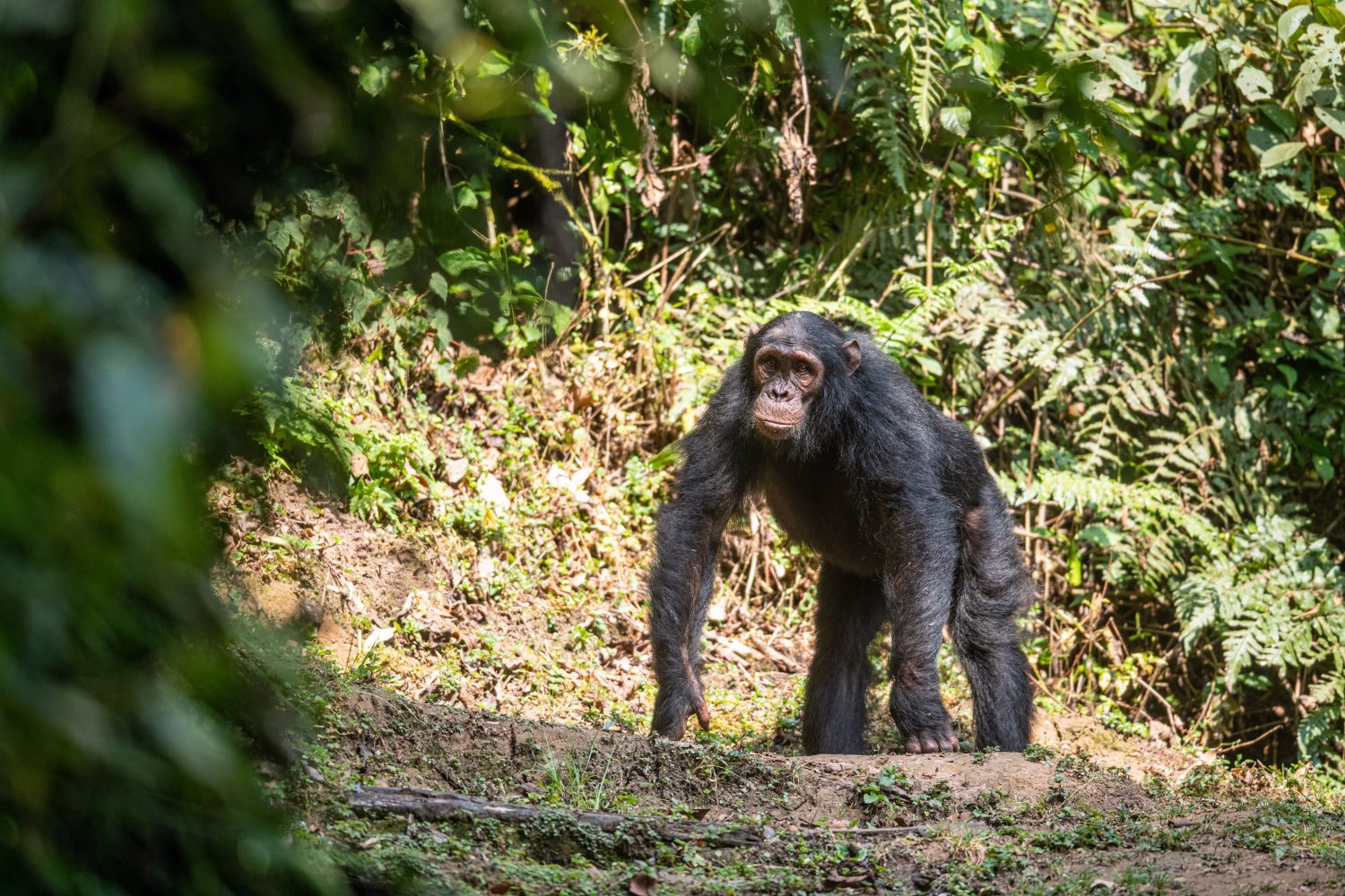 Chimpanzee Nyungwe