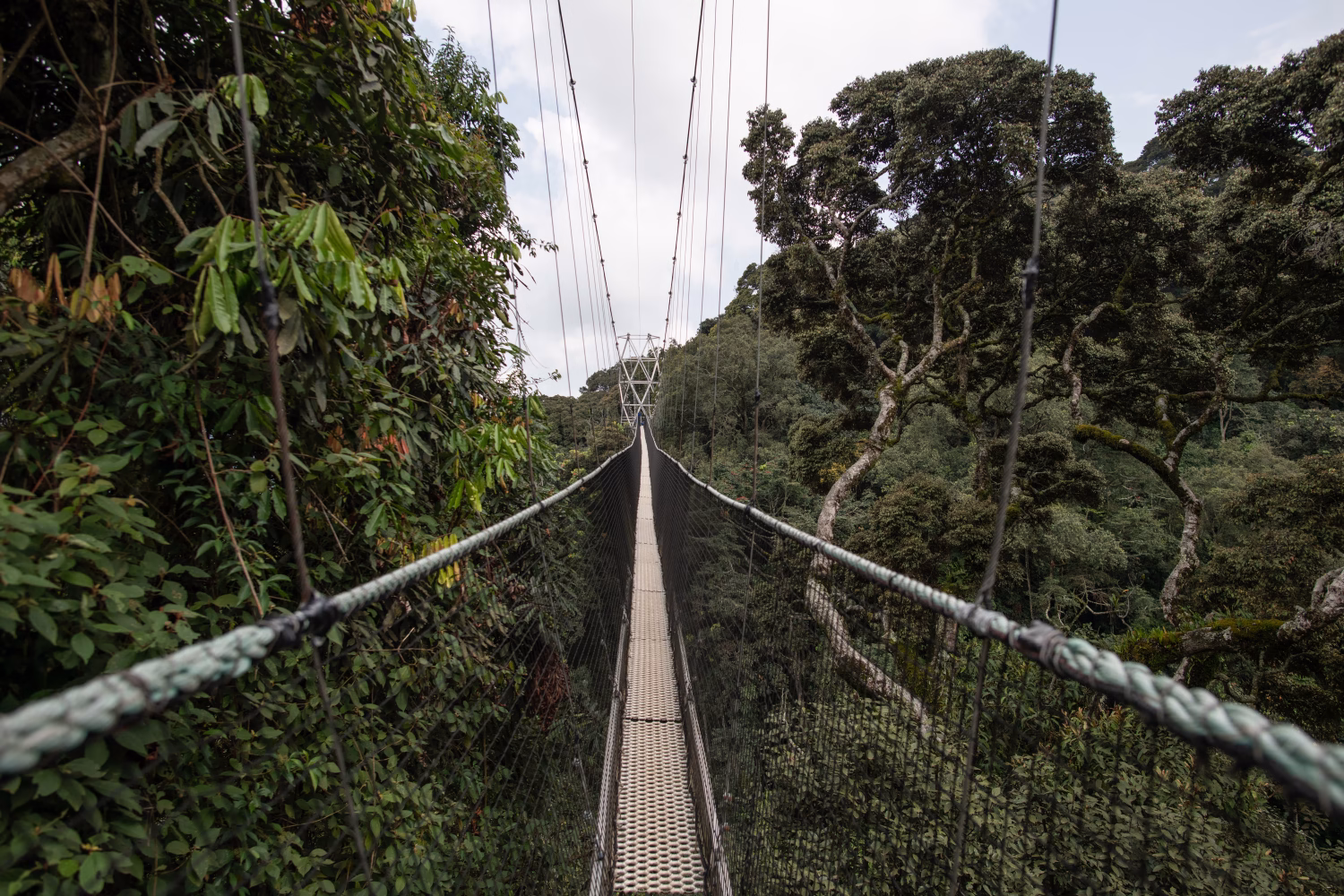 Canopy Walk