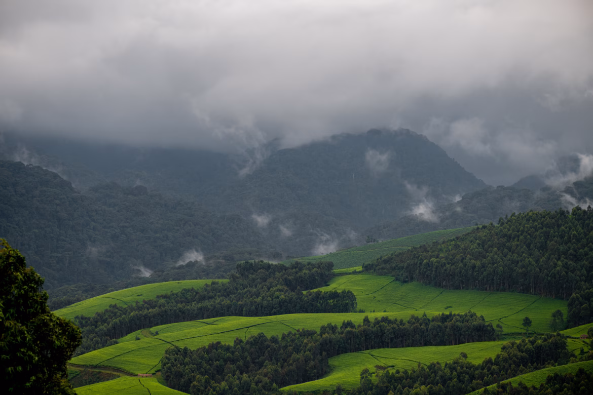 Visit Rwanda Ultimate Nyungwe Forest Travel Guide for Nature Lovers