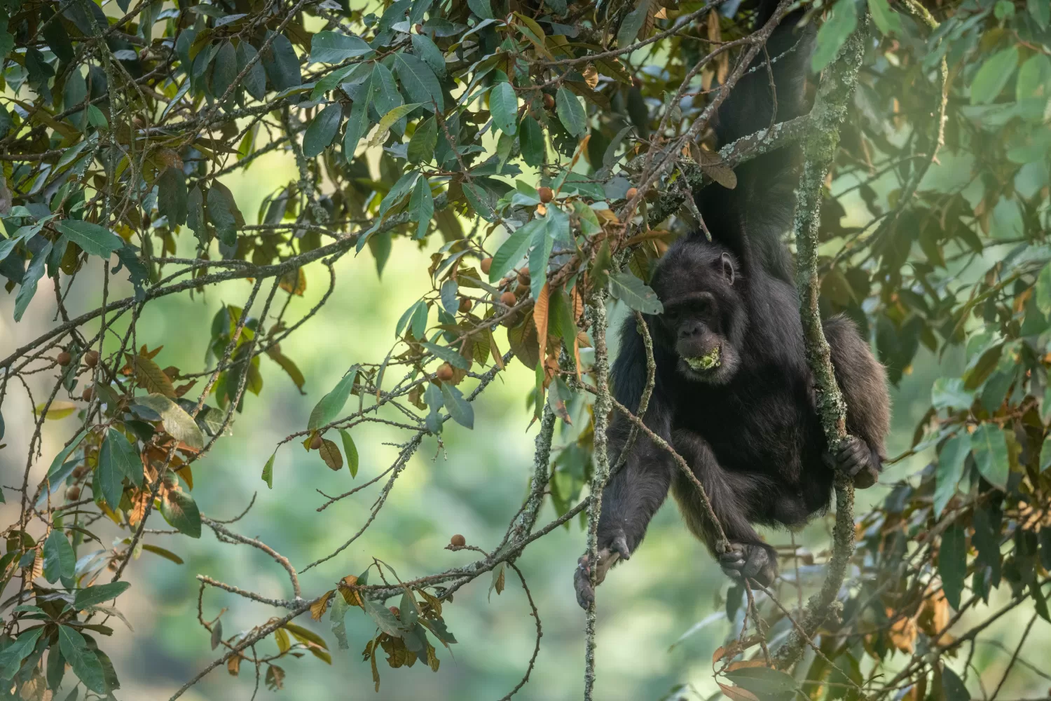 Chimpanzee Nyungwe