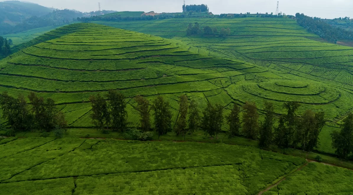 Rwandan tea plantations