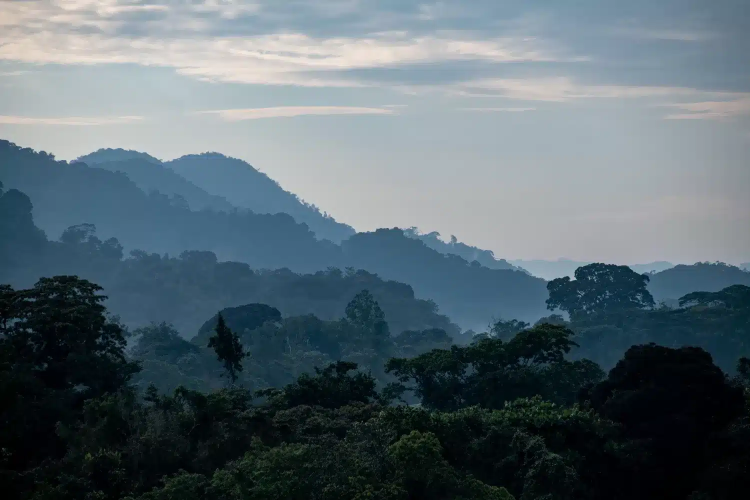 Nyungwe forest beatiful views