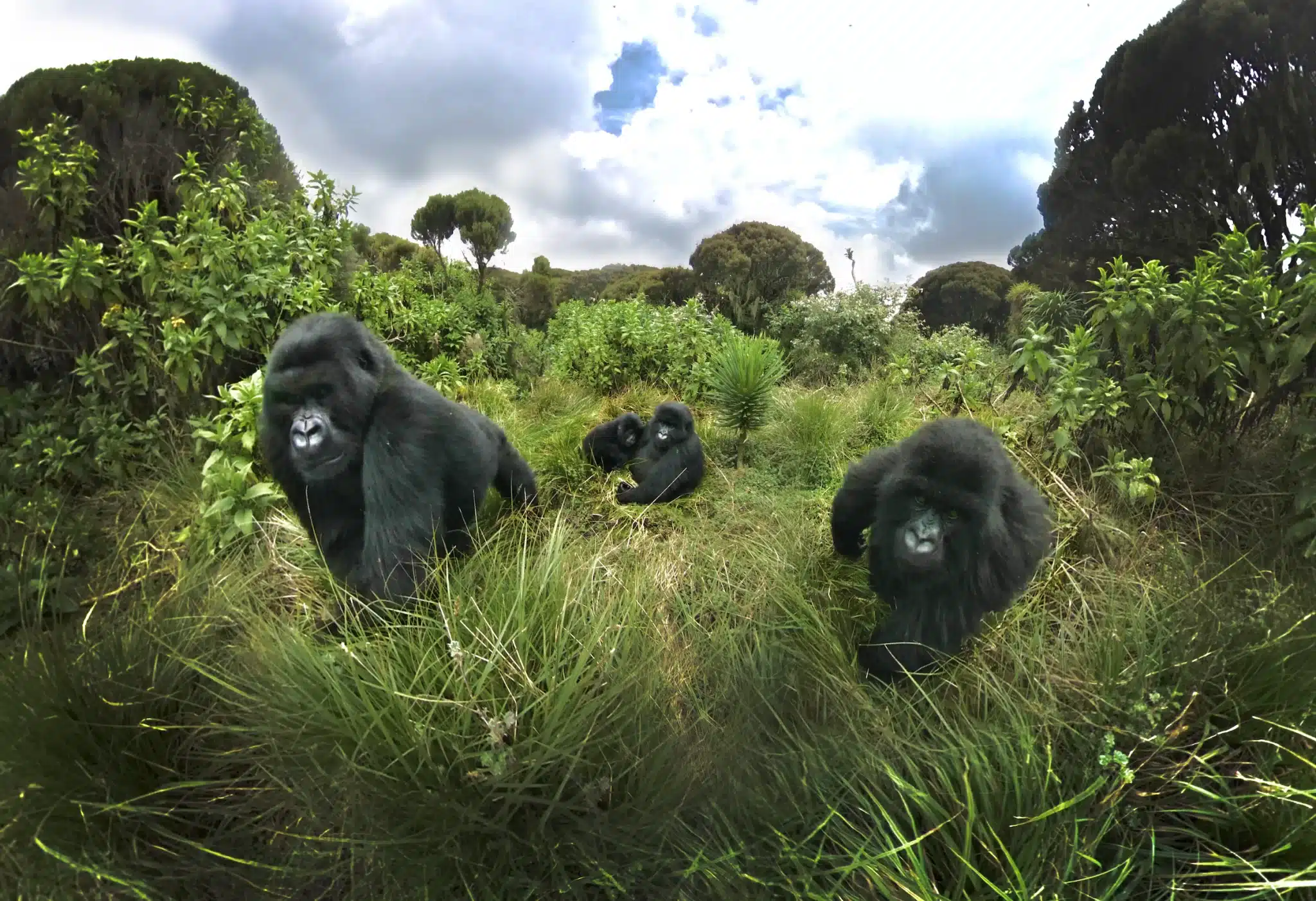 gorilla trekking at Volcanoes National Park Rwanda on honeymoon
