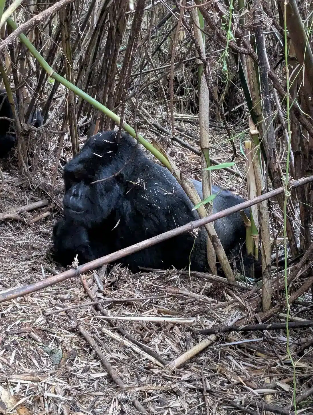 Volcanoes National Park Rwanda — gorilla trekking base