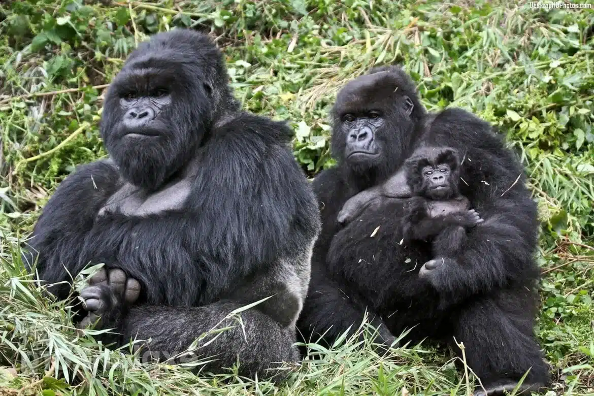 How to Book Gorilla Trekking in Rwanda 2026