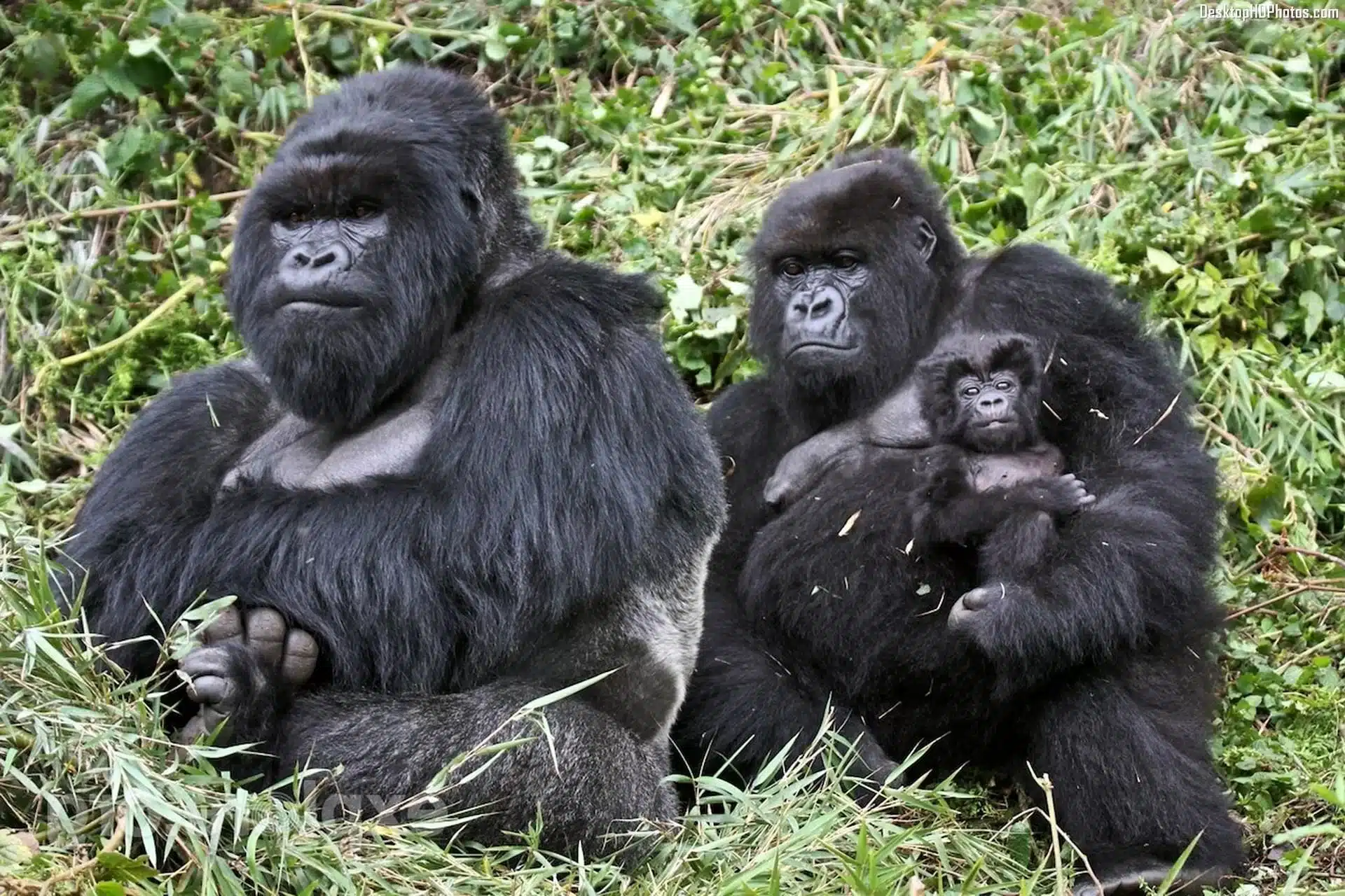 Mountain gorilla encounter in Rwanda — romantic honeymoon experience